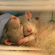 two rats cuddle together in a caged area with their heads touching each other