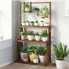 a shelf filled with potted plants on top of a hard wood floor next to a window