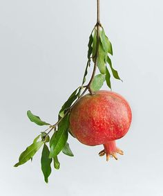 a pomegranate hanging from a branch with leaves