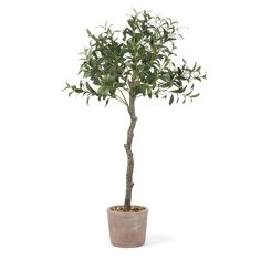 an olive tree in a pot on a white background