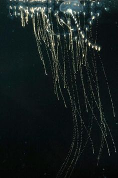 a jellyfish swimming in the water at night