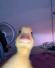 a duck that is sitting on a bed