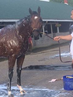 a woman is washing a horse with a hose