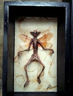 an insect in a shadow box with its wings spread out and it's body stretched out