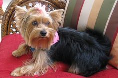 a small dog sitting on top of a red chair