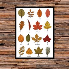 a poster with different types of leaves on it