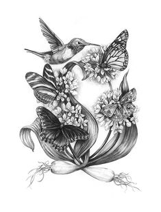 a pencil drawing of two butterflies and flowers