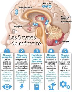 Human Body Science, French Flashcards, Human Body Unit, The Human Brain, Brain Gym, Medical Anatomy, Speech Therapist, Medical Knowledge