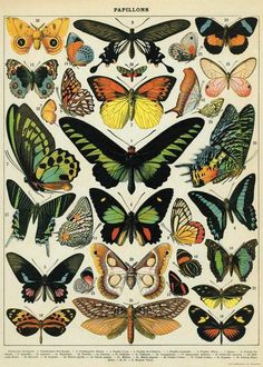 an old book with many different types of butterflies on it's pages, including the wings