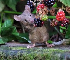 a small mouse with berries on it's head standing in front of some leaves