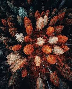 an overhead view of trees with orange and white leaves in the center, taken from above