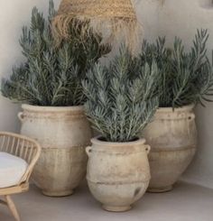 three pots with plants in them sitting on the floor