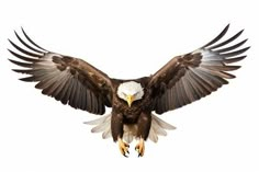 an eagle spreads its wings in the air with it's talon extended and outstretched