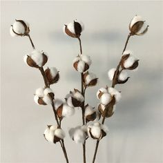 a close up of cotton flowers on a white background