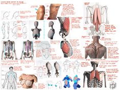 an image of the back and shoulder muscles in human body diagram with description text below