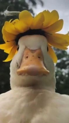 a close up of a duck with a sunflower on it's head and trees in the background