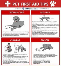 a poster with instructions on how to use the dog's first aid for dogs