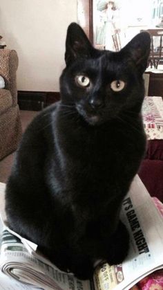 a black cat sitting on top of newspapers