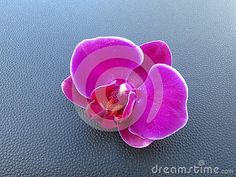 a purple flower on a black surface