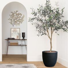 an olive tree in a black pot next to a white wall and wooden flooring