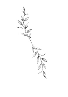 a black and white drawing of a branch