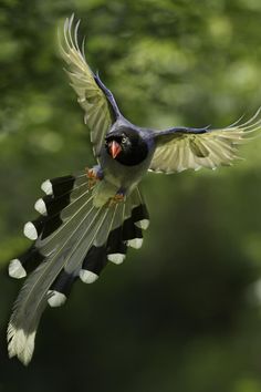 a bird is flying through the air with its wings spread out and it's beak open