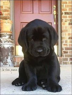 a black puppy sitting in front of a red door with his paw on the ground