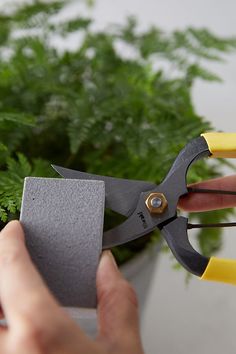 someone is holding scissors in front of a potted plant