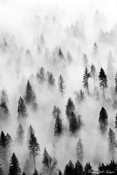 black and white photograph of trees in the foggy forest with pine trees on both sides