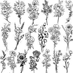 the different flowers are drawn in black and white