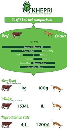 the different types of cows are shown in this infographtion chart for each type of animal