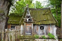 an old wooden house with moss growing on it's roof and door, surrounded by trees