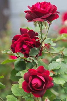 two red roses with green leaves in the foreground