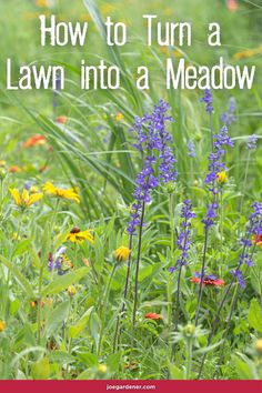 purple flowers and green grass with the words how to turn a lawn into a meadow