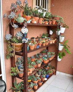 a shelf filled with lots of potted plants