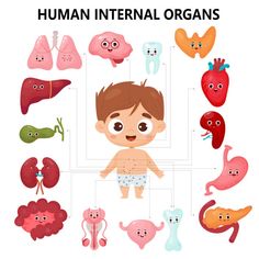 the human body and organs are labeled in this diagram, which shows how many different organ groups