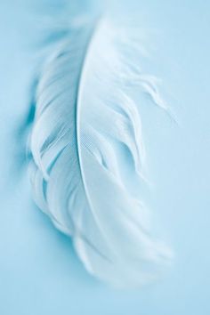 a white feather laying on top of a light blue surface with the tip of it's tail visible