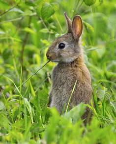 a rabbit is sitting in the grass and looking at something with its ears up to the camera