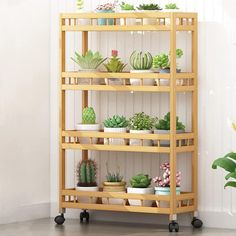 a wooden shelf filled with lots of succulents next to a potted plant