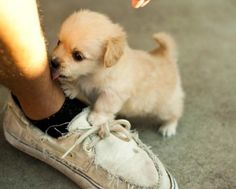 a small white dog standing next to a person's shoe