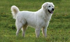 a large white dog standing on top of a lush green field