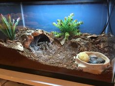 an aquarium with plants and rocks in it