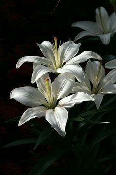 some white flowers are blooming in the dark