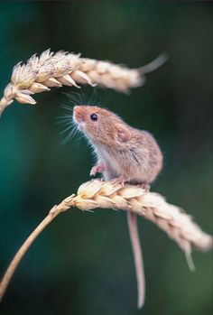 a mouse sitting on top of a stalk of wheat