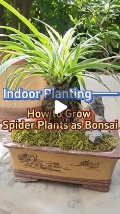 indoor planting how to grow spider plants as bonsai planters and pots for sale