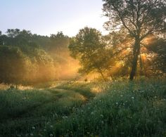 the sun is shining through the trees and grass