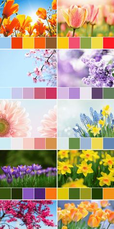 many different flowers are shown in the same color scheme, each with their own image