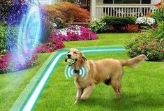 a dog is playing with an interactive toy in the grass and water sprinkles