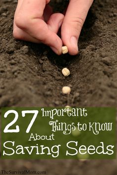 27 Important Things You Should Know About Saving Seeds Lettuce Garden, Storing Seeds, Heirloom Garden, Vegetables Growing, Fall Gardening, Plant Varieties, Homestead Gardens, Plant Propagation