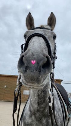 a close up of a horse's face with a pink heart on its forehead